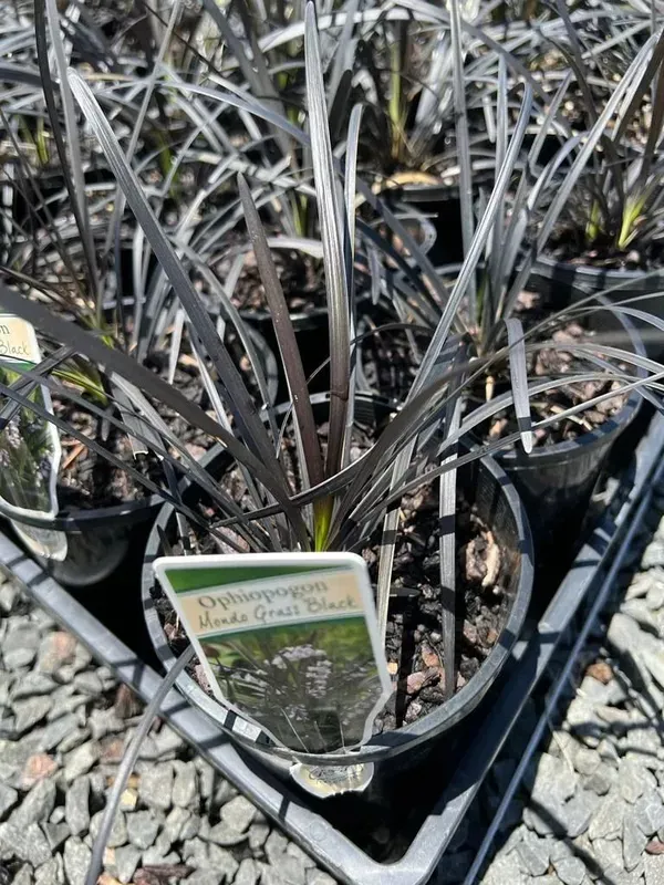 Ophiopogon planiscapus Black Mondo Grass Neth Green