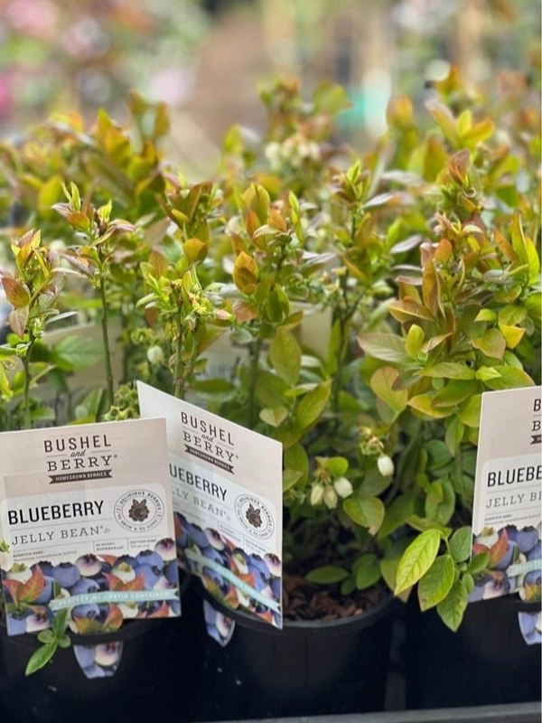 Blueberry " Jelly Bean " Neth Green