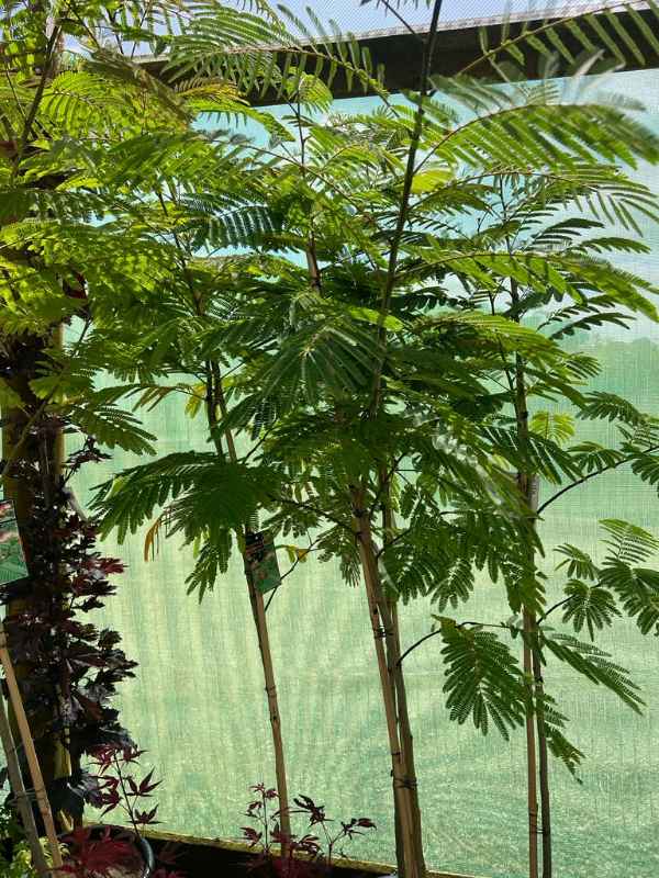 Albizia julibrissin Persian Silk Tree - Neth Green