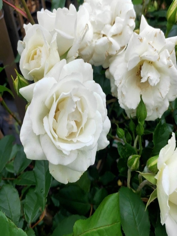 Rose Floribunda ' Iceberg ' 2ft Standard Neth Green