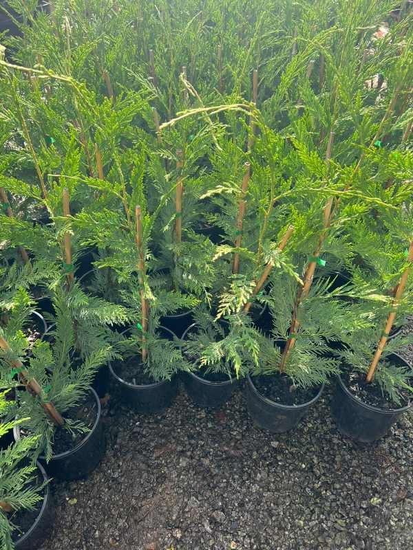 Cupressocyparis leylandii ' Leighton Green ' Neth Green