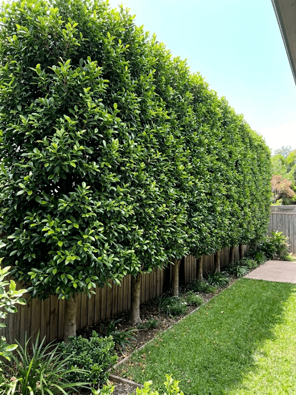 Ficus_hilli_flash_01