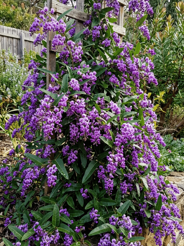 Hardenbergia_Happy_Wanderer_01