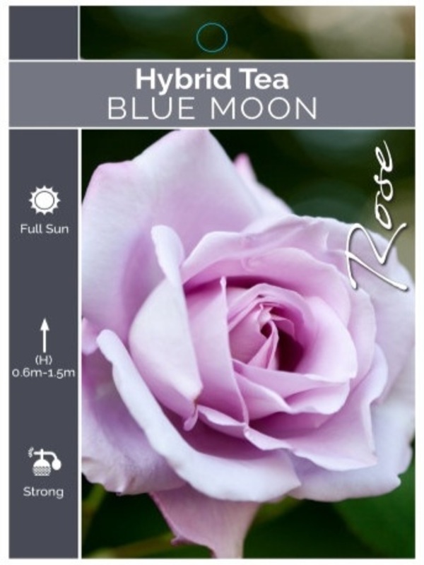 Rose Hybrid Tea ‘ Blue Moon ' 2ft Standard Barerooted Neth Green