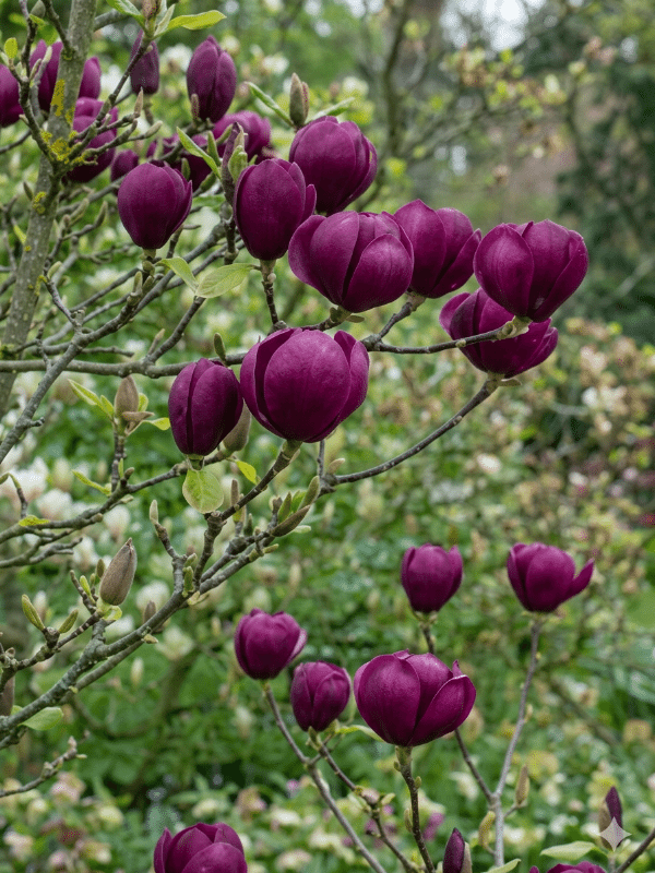 Magnolia_Black_Tulip_01