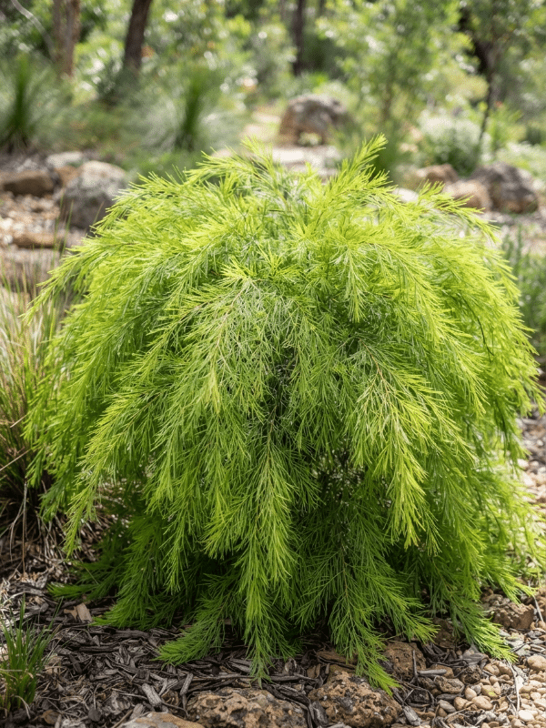Acacia_Limelight_01
