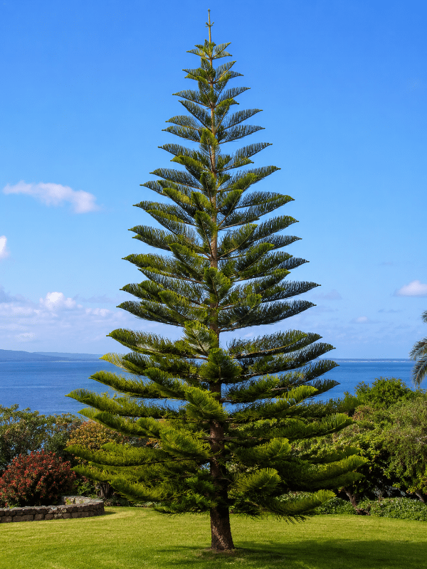 Norfolk_Island_Pine_01