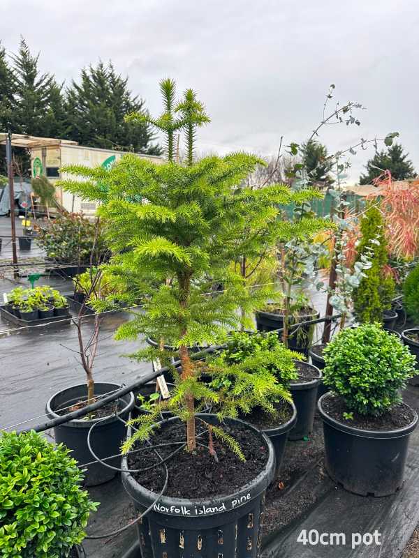 Norfolk_island pine
