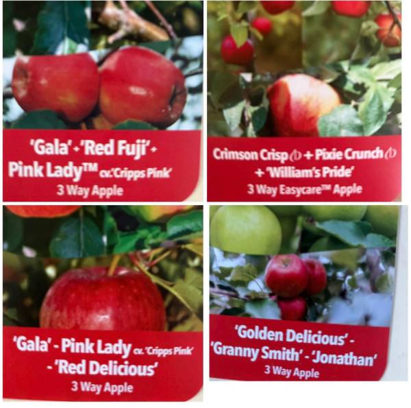 3way_grafted _apple_1
