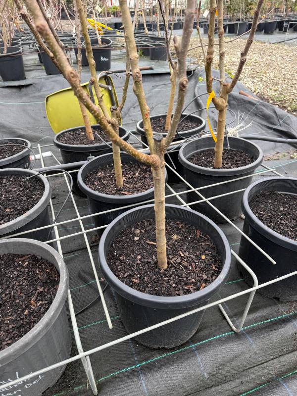 3way_grafted _apple_3