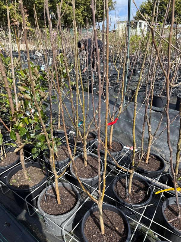 3way_grafted _apple_4