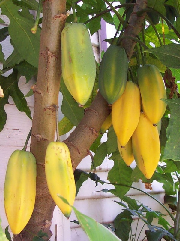 Babaco_01