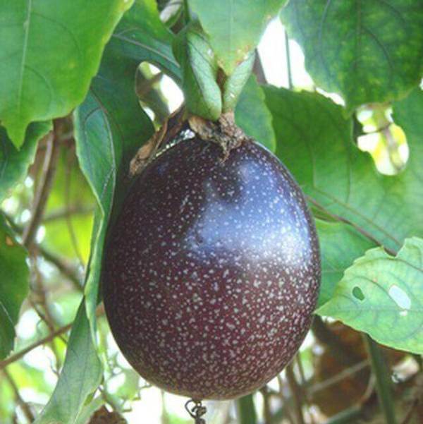 Black Passionfruit_1