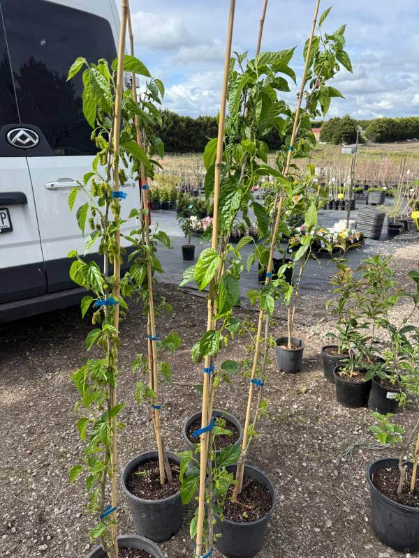 Indianmulberry_3