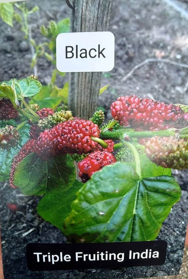 Indianmulberry_4