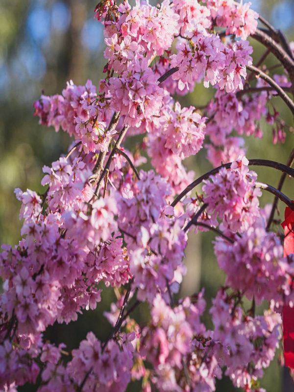 Pink_Cascade_01