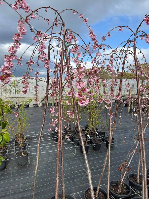 Pink_Cascade_03