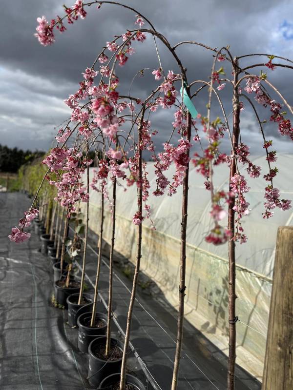 Pink_Cascade_04