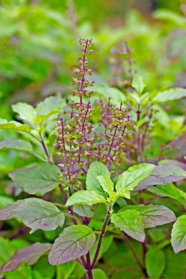 Tulsi_1