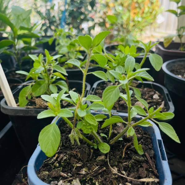 Tulsi_4