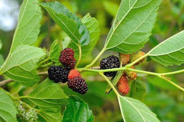 mulberry1 (1)