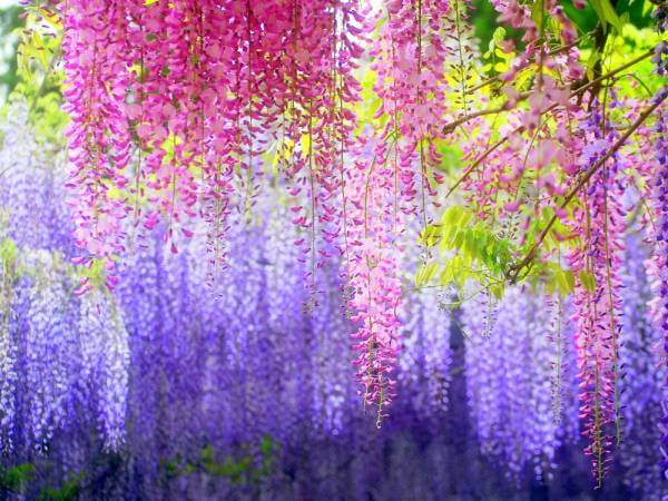wisteria_Japanese_1 (1)