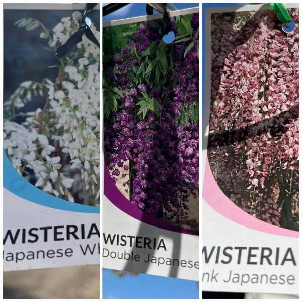 wisteria_Japanese_4