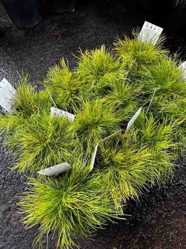 Acacia_Limelight_04