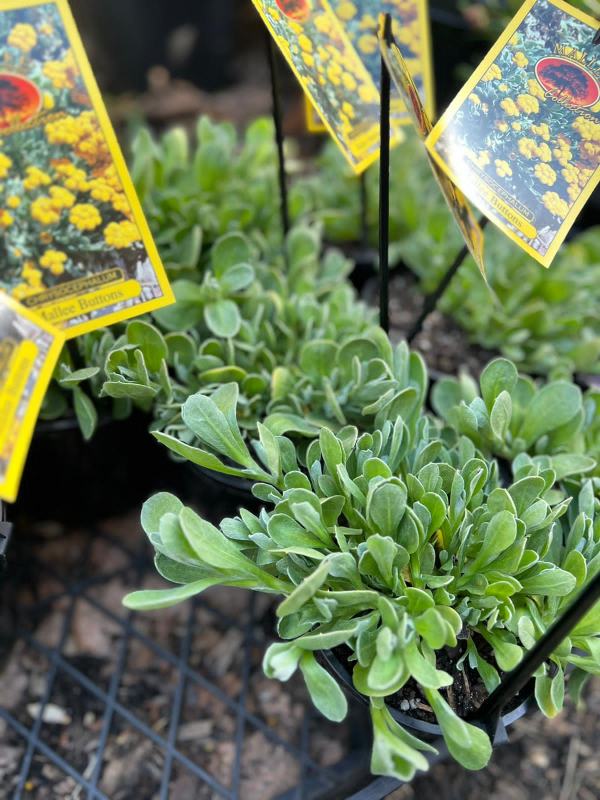 Chrysocephalum_apiculatum_03