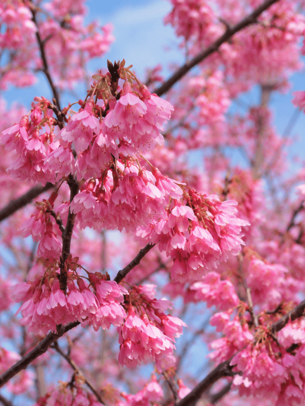 Formosan_flowering_cherry_01